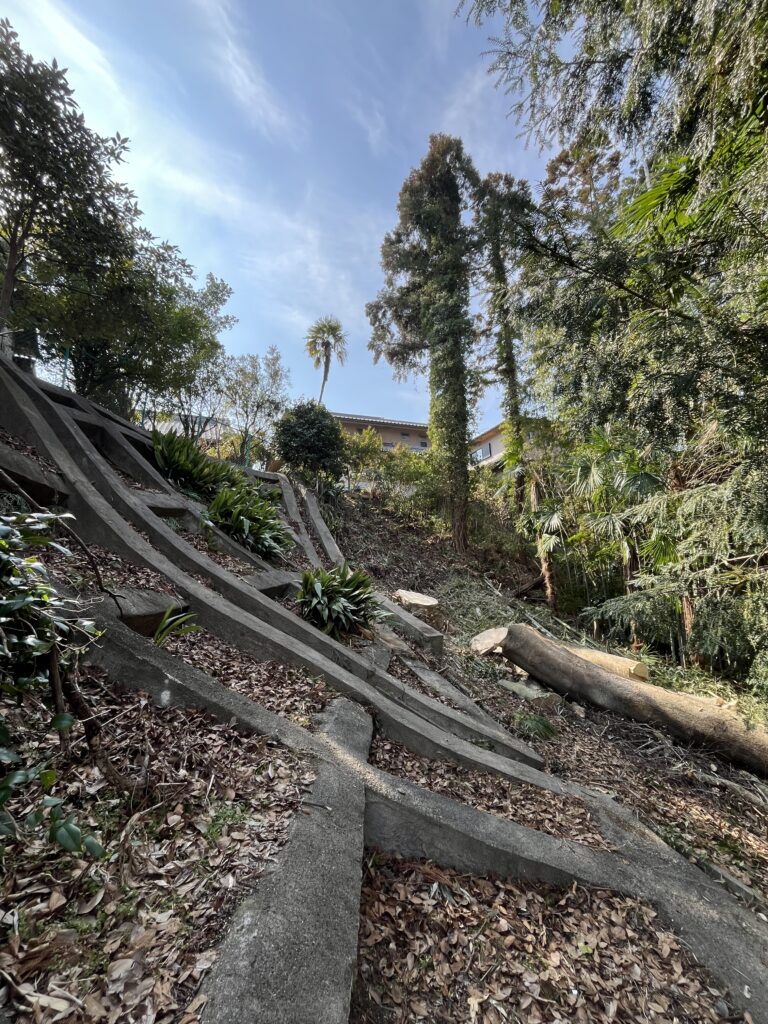 枝下ろしと断幹を行い、安全に倒し込める高さまで切り詰め伐倒しました。