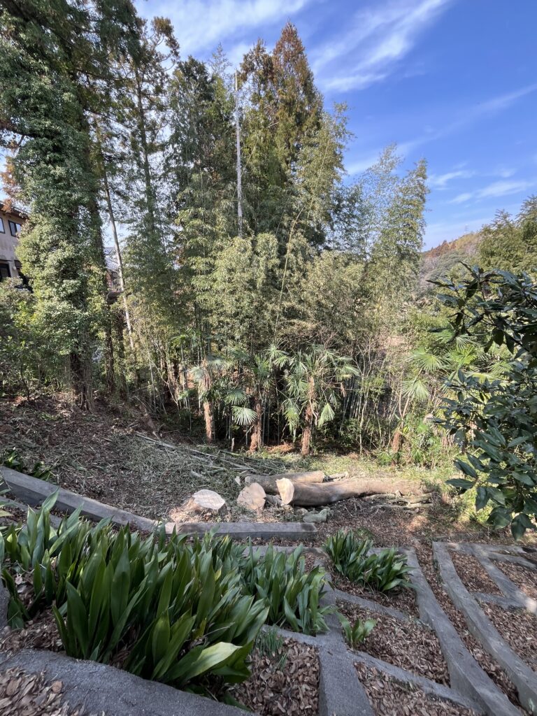 枝下ろしと断幹を行い、安全に倒し込める高さまで切り詰め伐倒しました。