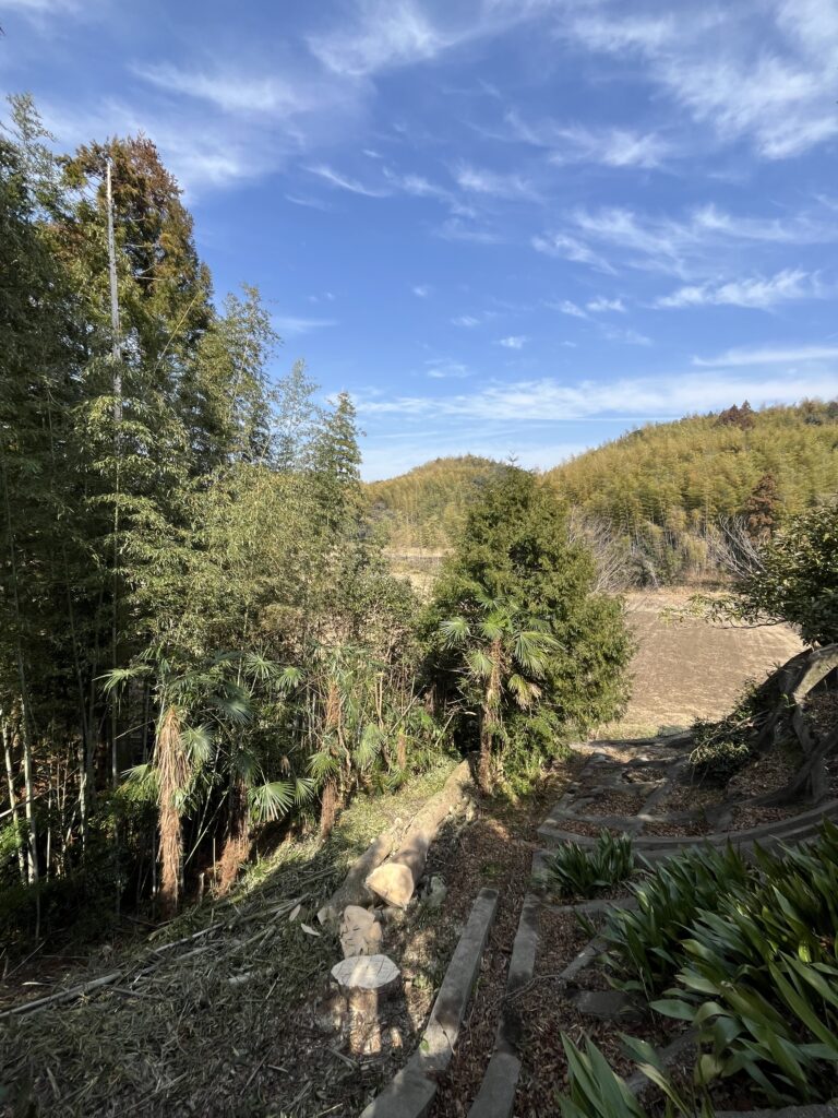 枝下ろしと断幹を行い、安全に倒し込める高さまで切り詰め伐倒しました。