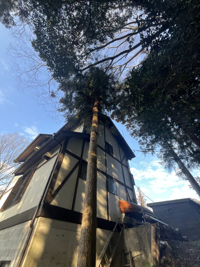 住宅のすぐそばに杉が生えていて、頭が折れて弱ってきている状態なのでいつ倒れるか怖くて相談した。