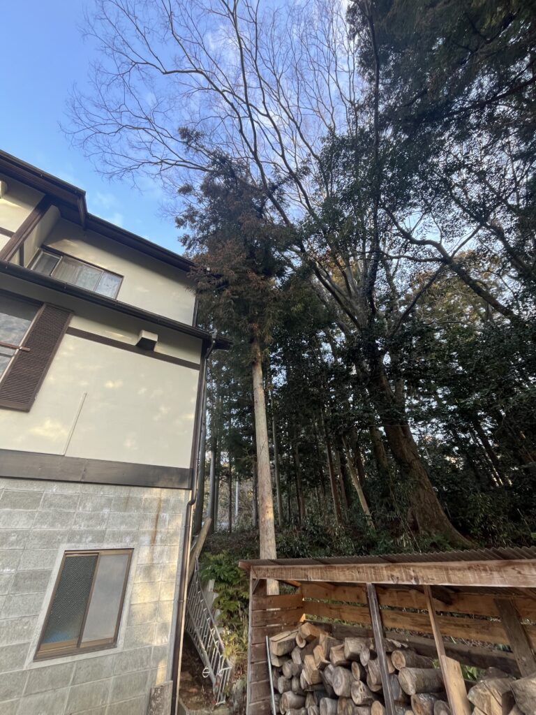 住宅のすぐそばに杉が生えていて、頭が折れて弱ってきている状態なのでいつ倒れるか怖くて相談した。