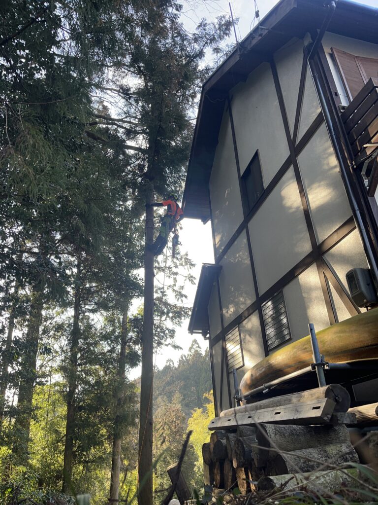 クライミングロープとスパー（木登り用のスパイク）にて樹上にアクセス