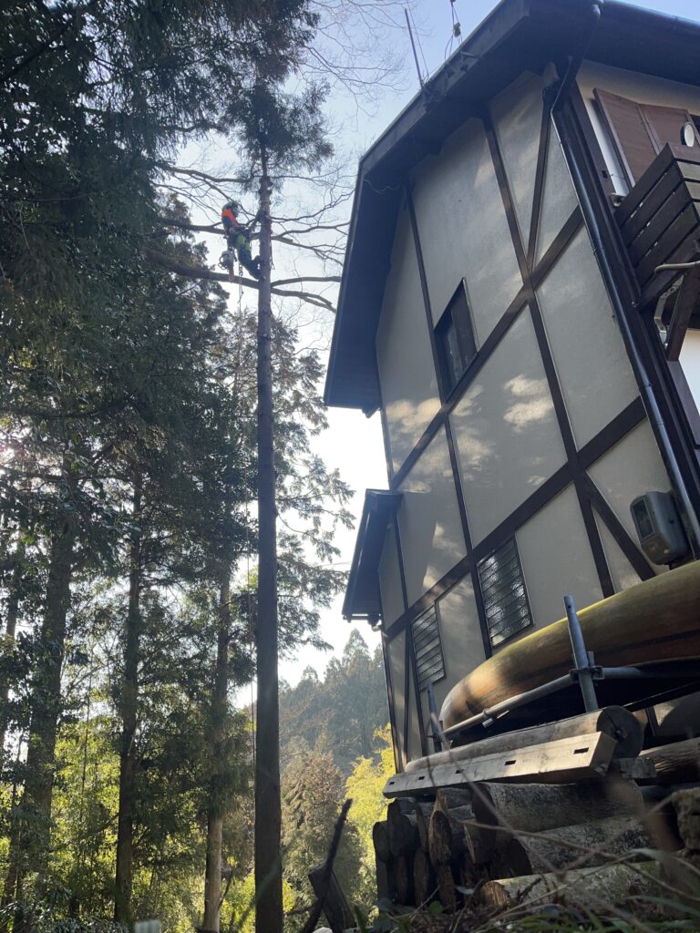 クライミングロープとスパー（木登り用のスパイク）にて樹上にアクセス