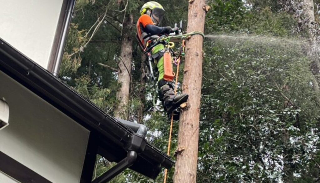 スパークライミングで樹上にアクセスして手で持てる大きさに分割して伐採します
