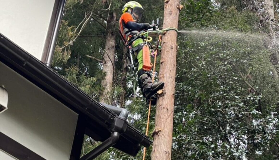 スパークライミングで樹上にアクセスして手で持てる大きさに分割して伐採します