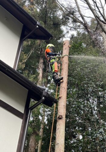 スパークライミングで樹上にアクセスして手で持てる大きさに分割して伐採します