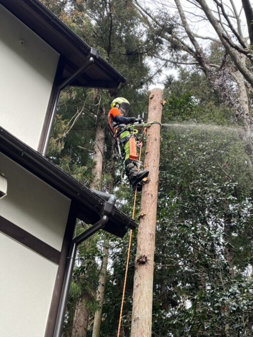 スパークライミングで樹上にアクセスして手で持てる大きさに分割して伐採します