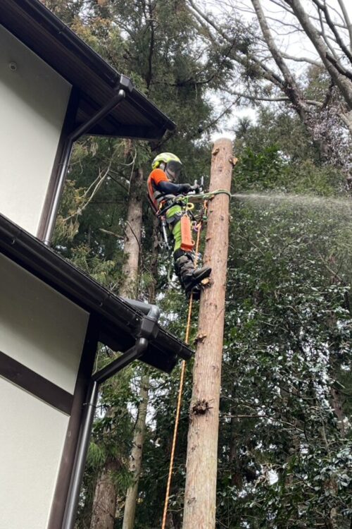 スパークライミングで樹上にアクセスして手で持てる大きさに分割して伐採します