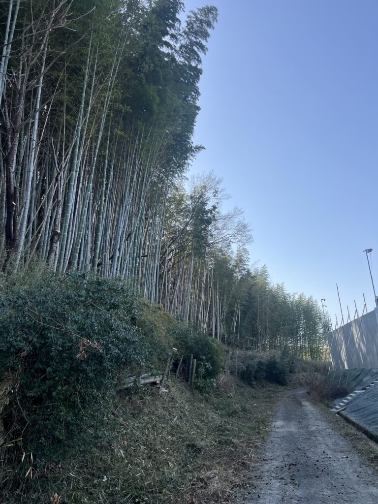 低コスト竹林整備事業