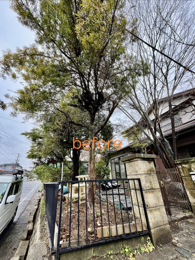大きくなりすぎた庭木の伐採