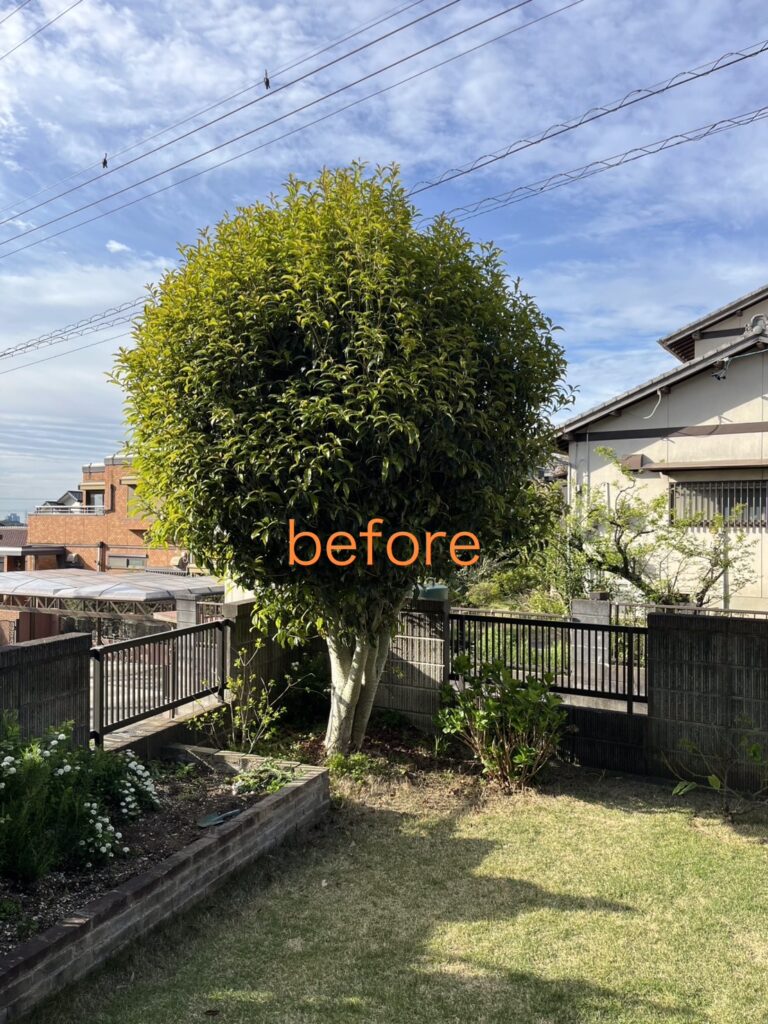 特殊伐採だけでなく庭木の剪定 before