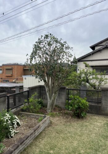 特殊伐採だけでなく庭木の剪定