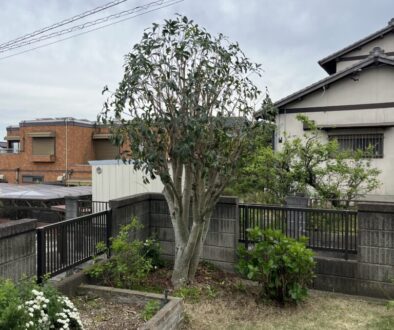 特殊伐採だけでなく庭木の剪定