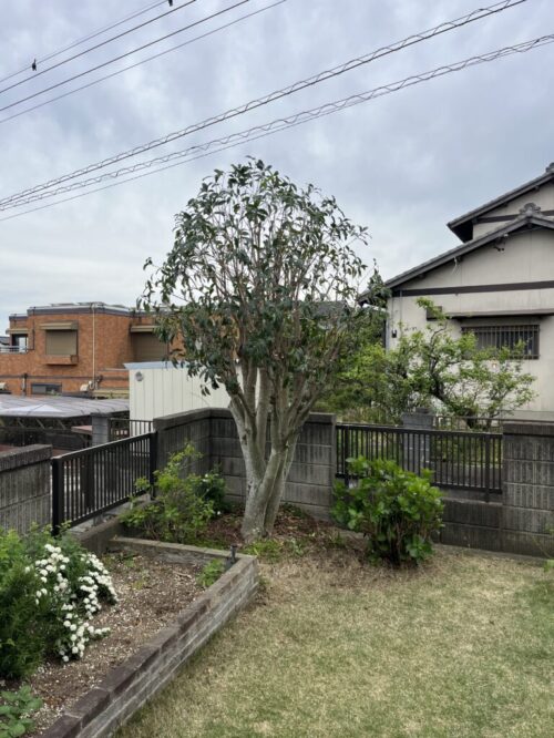 特殊伐採だけでなく庭木の剪定