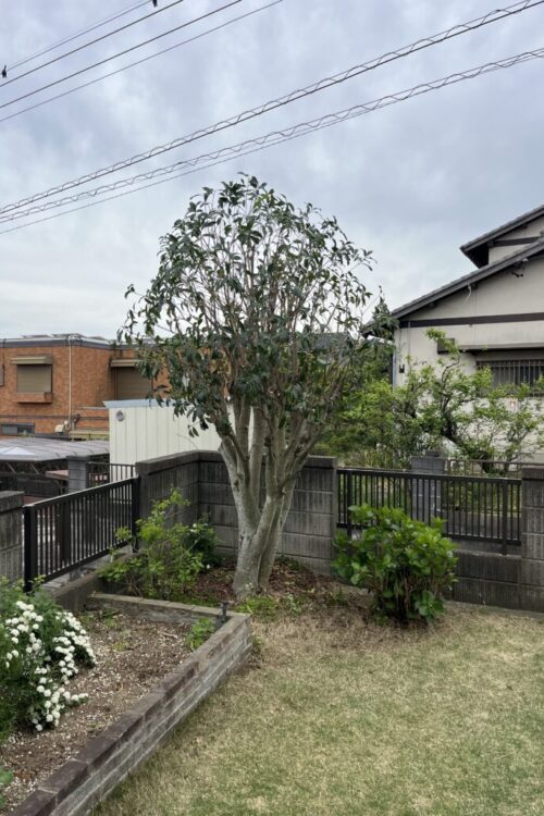 特殊伐採だけでなく庭木の剪定