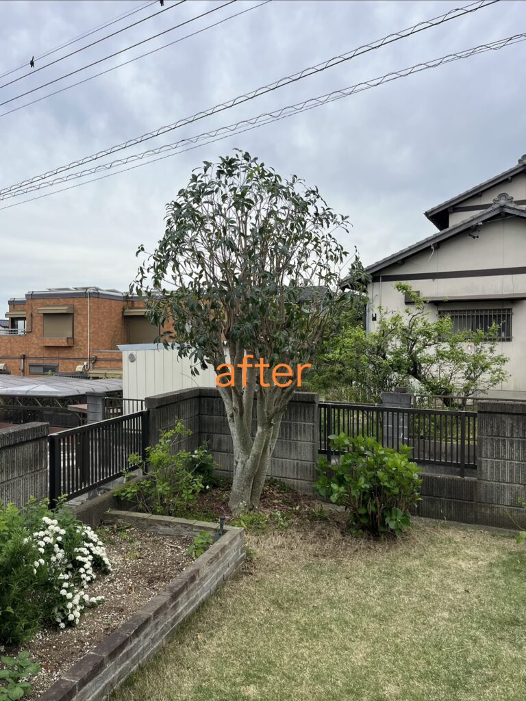 特殊伐採だけでなく庭木の剪定　after