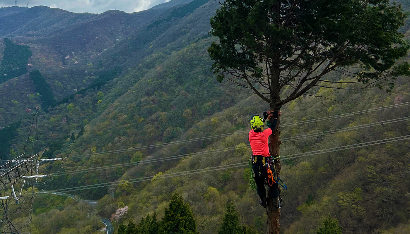 三重県特殊伐採｜SEAFOREST