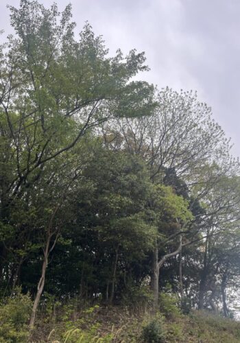 山林の越境木と枝を伐採
