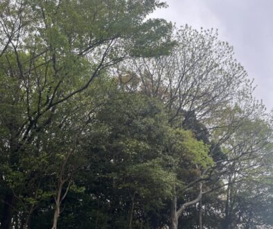 山林の越境木と枝を伐採