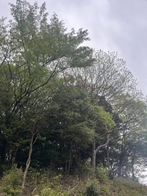 山林の越境木と枝を伐採