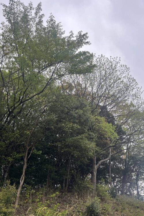 山林の越境木と枝を伐採