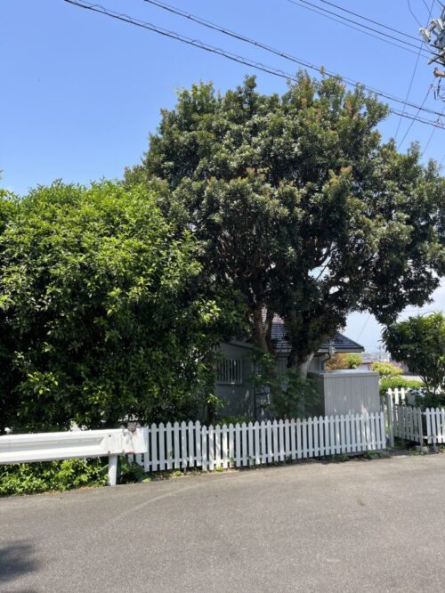 庭木が大きくなり、落ち葉による樋詰まりに困っていた。