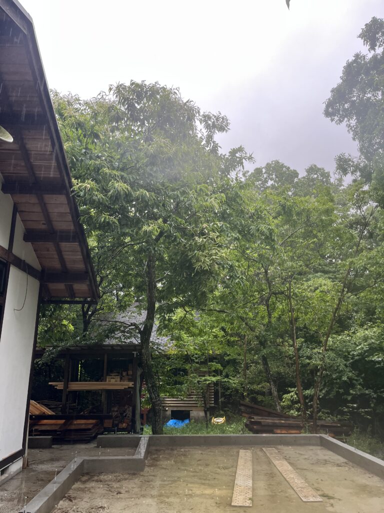 家の屋根より高くなってしまった木