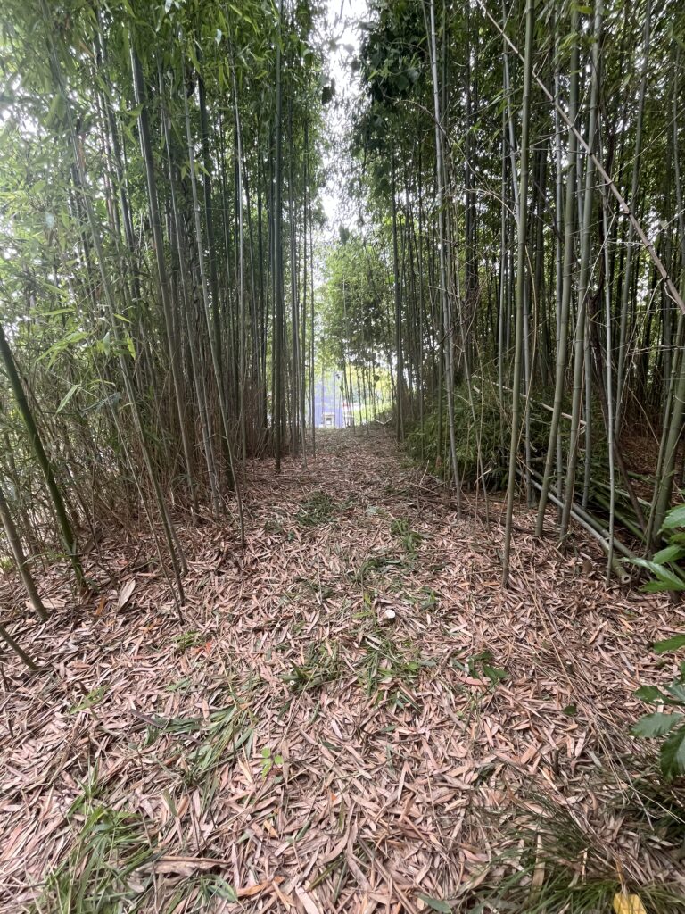 竹林整備作業道