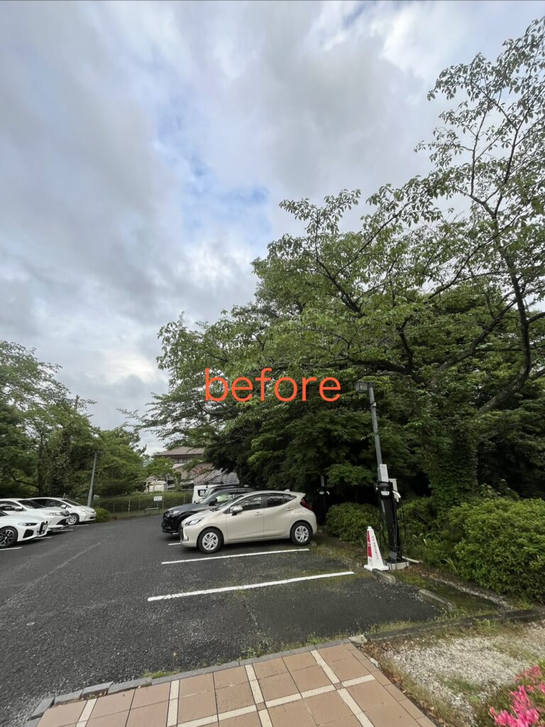 駐車場に被さってきた枝の伐採BEFORE