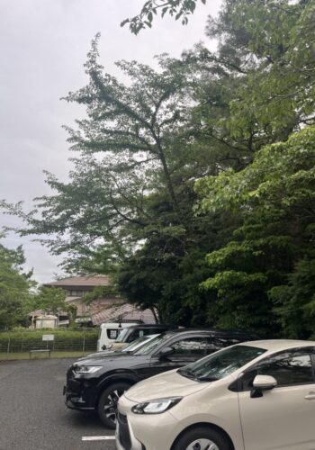 駐車場に被さってきている高木