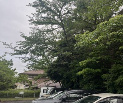 駐車場に被さってきている高木