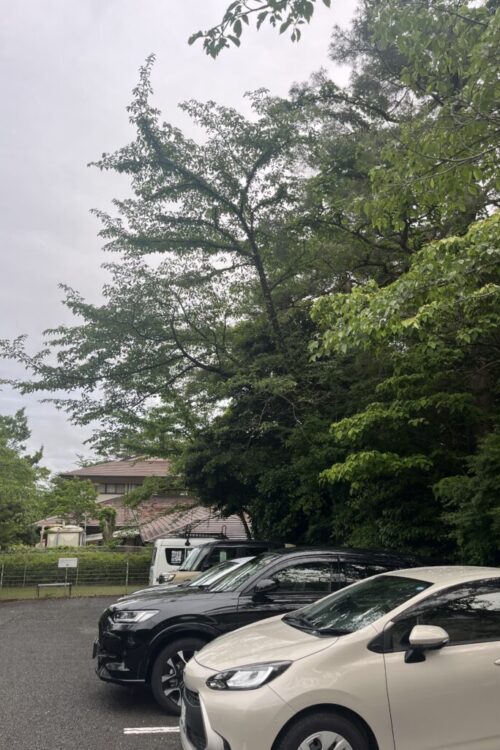 駐車場に被さってきている高木