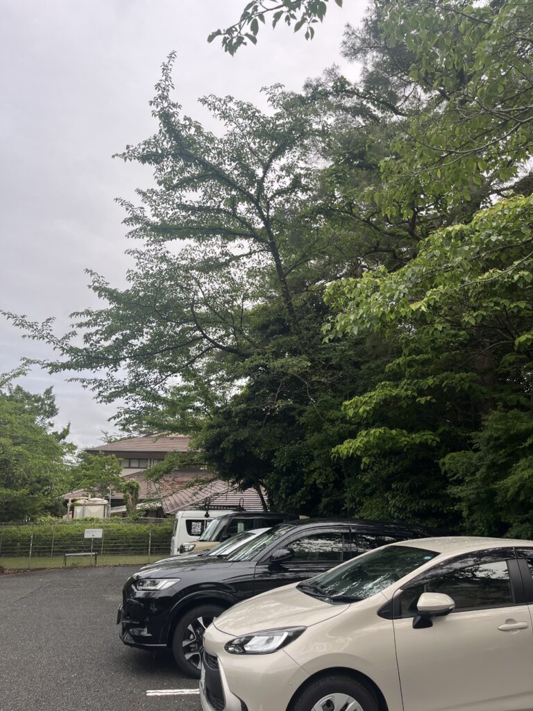 宿泊されるお客様の車両に枝が接触