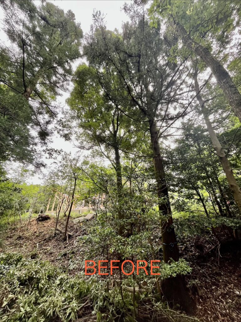 特殊伐採作業前