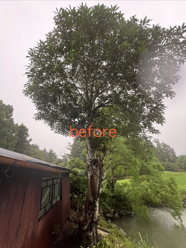 倒木の恐れbefore