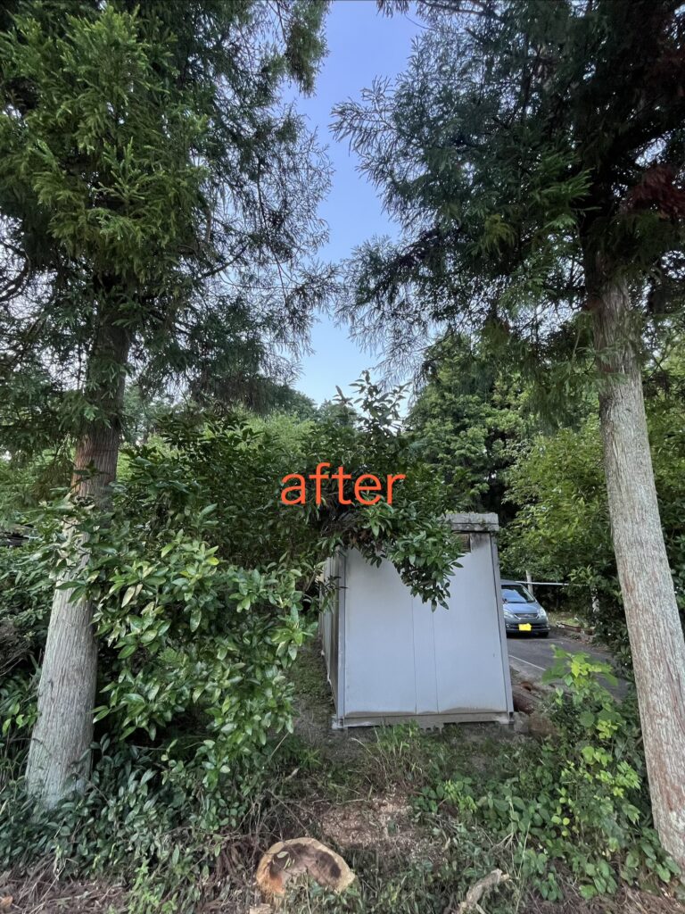 倒木リスクのある杉の伐採after