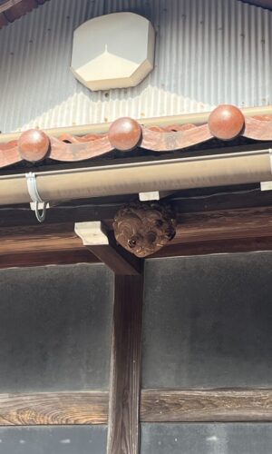 蜂の巣駆除サービス 蜂の巣駆除サービス