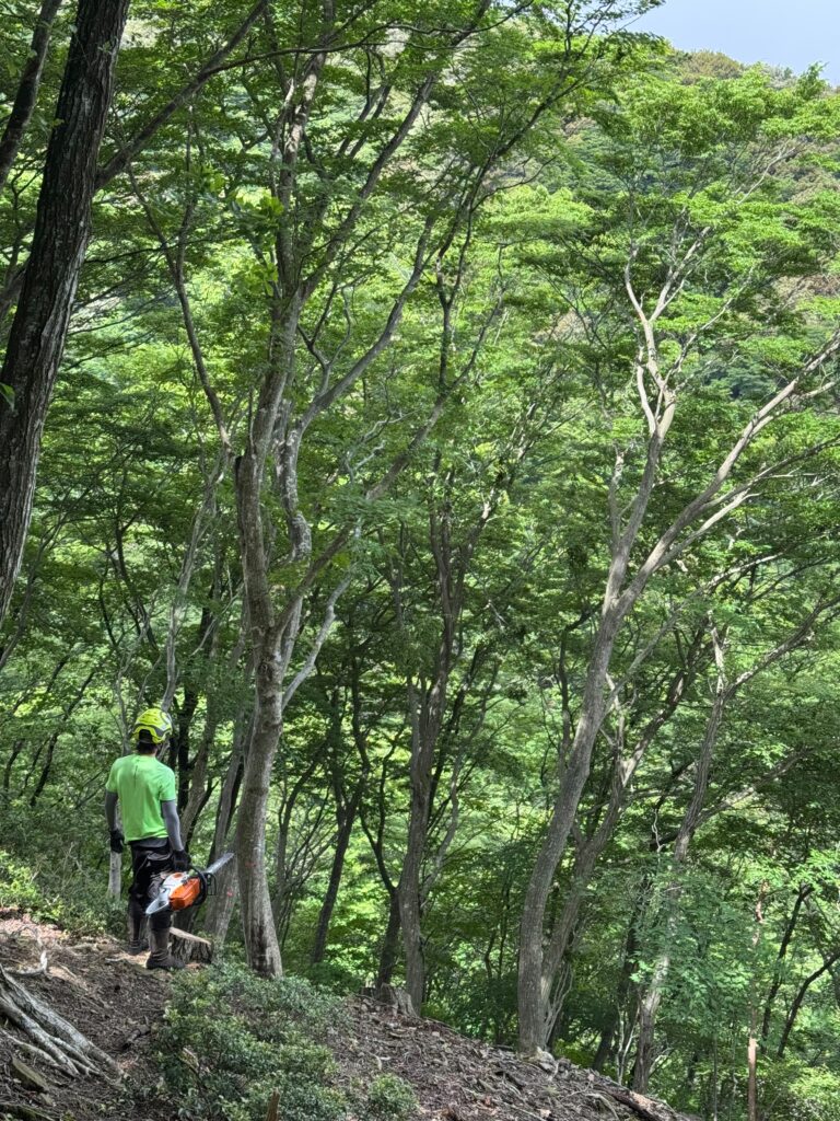 木や森の管理