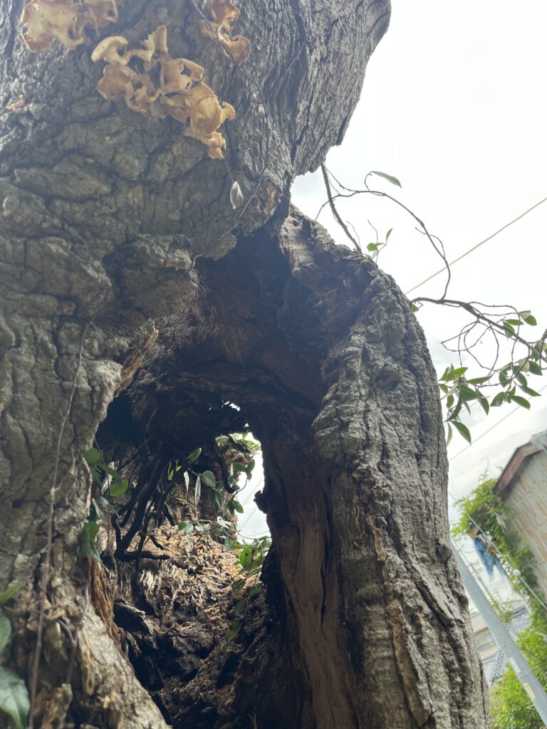 幸い樹皮から10cm厚の幅はしっかり強度がある状態と判断