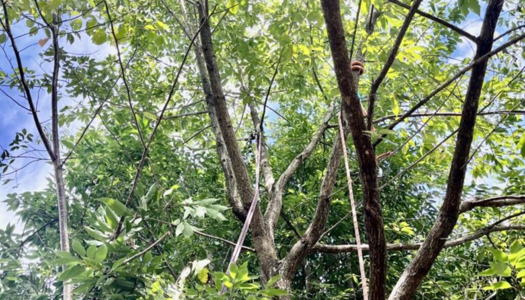 庭木が大きくなり、管理しやすい大きさまで伐採