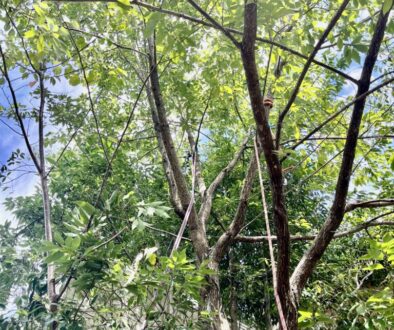 庭木が大きくなり、管理しやすい大きさまで伐採
