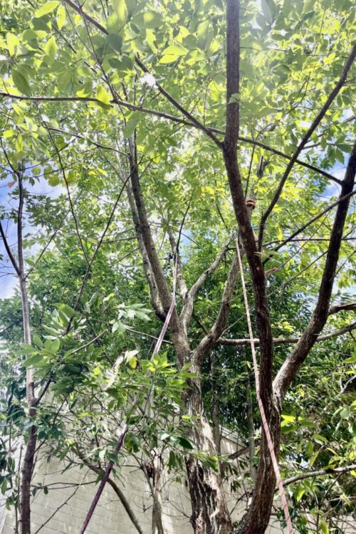 庭木が大きくなり、管理しやすい大きさまで伐採