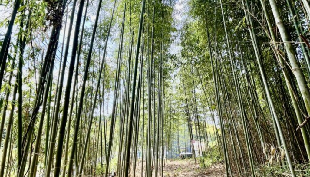低コスト竹林整備事業