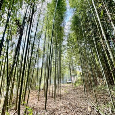 低コスト竹林整備事業