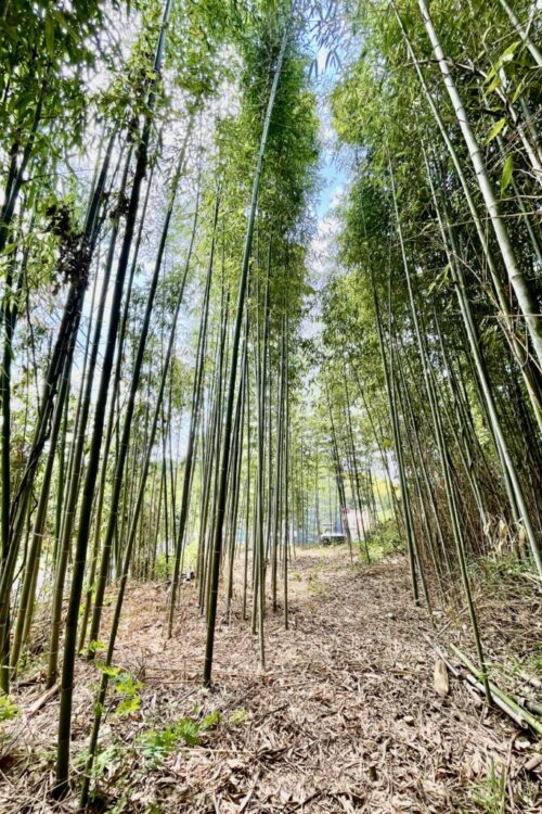 低コスト竹林整備事業