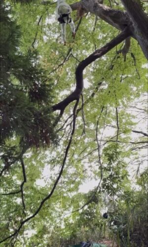 蜂の巣駆除サービス 蜂の巣駆除サービス