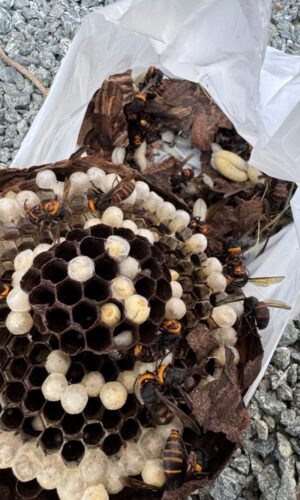 蜂の巣駆除サービス 蜂の巣駆除サービス