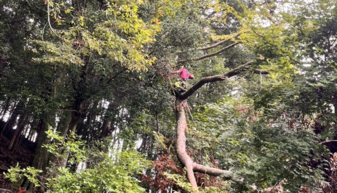巨木の折れた大枝の緊急伐採