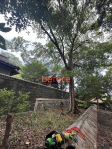 神社の本殿に覆い被さる枝の除去before