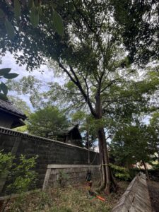 覆い被さる木